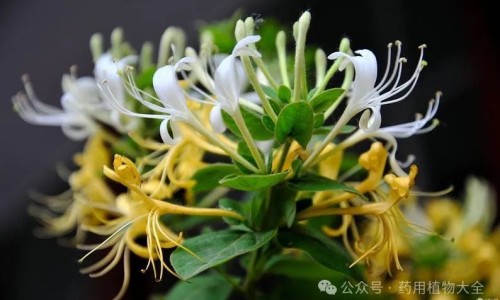 儿茶功效作用与主治及性味归经-儿茶功效与作用网 - 网站提供儿茶功效作用与主治功能是什么小常识、专茶的功效与作用