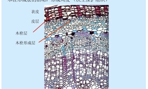 儿茶功效与作用网 - 网站提供儿茶功效作用与主治功能是什么小常识、专茶的功效与作用
