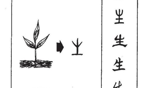 儿茶功效作用与主治及性味归经-儿茶功效与作用网 - 网站提供儿茶功效作用与主治功能是什么小常识、专茶的功效与作用