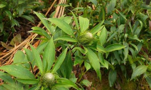 儿茶功效与作用网 - 网站提供儿茶功效作用与主治功能是什么小常识、专茶的功效与作用